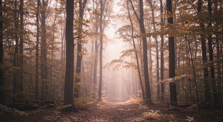 Fototapeta premium Enchanted Autumn Forest Path Mystical Foggy Woods Sunlight Beams Fall Scenery Nature Photography