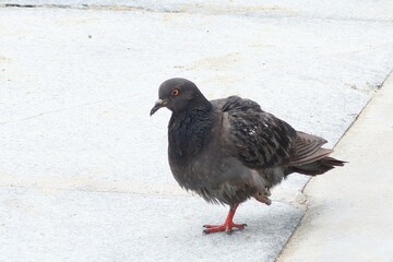 pigeon on the snow