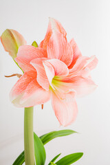 Soft pink petals open gracefully, showcasing the delicate beauty of the blooming amaryllis flower