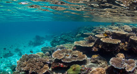 Fototapeta premium Vibrant Tropical Coral Reef Underwater Scene Pristine Ocean Life Ecosystem Diverse Marine Biodiversity Stunning Shallow Water Reefscape