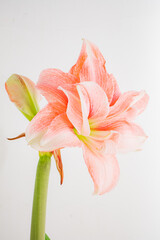 A vibrant pink amaryllis flower with layered petals radiates beauty against a clean backdrop
