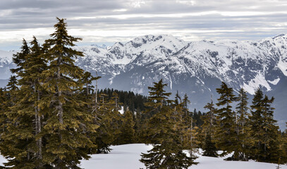 Majestic Snow-Capped Mountains with Scattered Pines in Winter