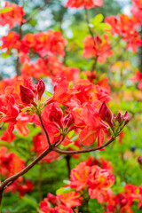 Bright orange azaleas bloom among lush green leaves, crafting a stunning spring scene