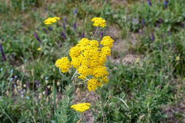 Large yellow inflorescence of tansy (Tanacetum vulgare) in close-up.