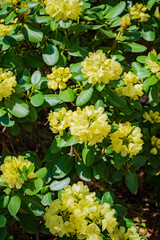 Beautiful clusters of yellow flowers thrive among rich green leaves in a radiant garden setting