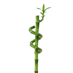lucky bamboo plant, Bamboo shoots, cut background.