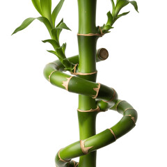 bamboo on white background, Bamboo cut out background