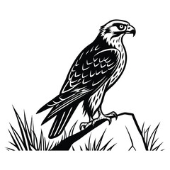 Obraz premium Golden eagle, a majestic bird of prey, isolated on white, showcasing its intense eye, brown feathers, and powerful beak