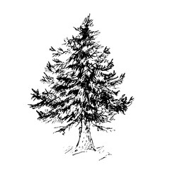 Spruce tree, vector illustration, hand drawn. Graphic with liner