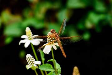 dragonfly on a flower