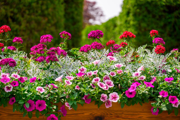 Close-up of colorful Surfinia (Petunia x hybrida) and geranium flowers in early summer