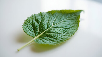 Fototapeta premium Single green leaf isolated on a clean white background, showing natural texture and veins.