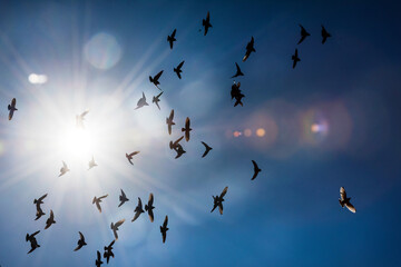 Flock of birds, A skyscape with flying birds photographed just as the sun's bright light passed through it, creating an impressive beam of light.