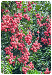 Litchis 
