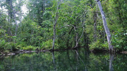 The river along the greenery rainforest from boat view in Surat Thani, Thailand