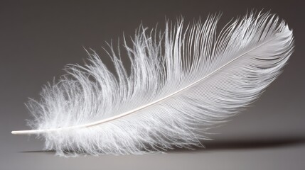Obraz premium close up of white feathers background, soft light, minimal and modern