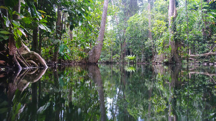 The river along the greenery rainforest from boat view in Surat Thani, Thailand