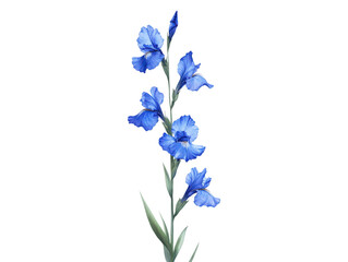 Obraz premium Blue Iris's: A delicate and vibrant image showcasing the elegance of a blue Iris, with its intricate petals and graceful form, presenting a sense of beauty and tranquility.