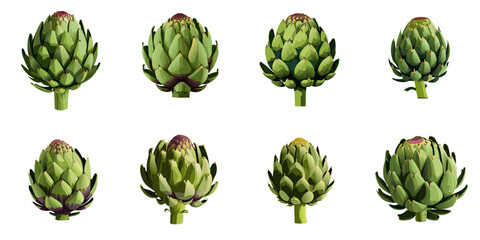 Obraz premium Multiple vector illustrations artichoke
