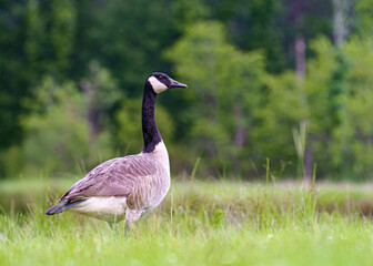 goose on the grass