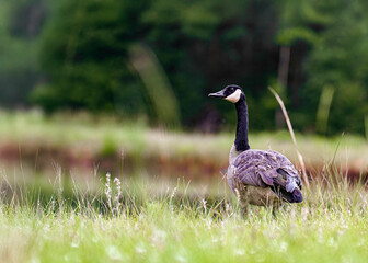 Canadian goose in the gras