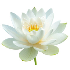 Beautiful white lotus flower with delicate petals and vibrant yellow center, symbolizing purity and tranquility, stands gracefully against transparency background