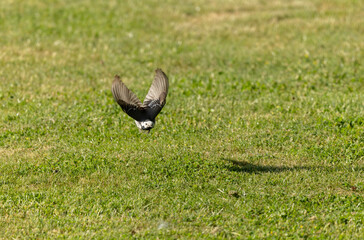 Grey wagtail Motacilla alba in close view in Alsace, France