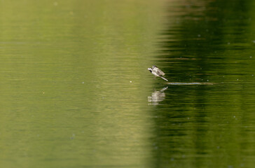 Grey wagtail Motacilla alba in close view in Alsace, France