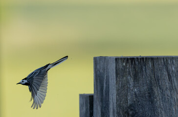 Grey wagtail Motacilla alba in close view in Alsace, France