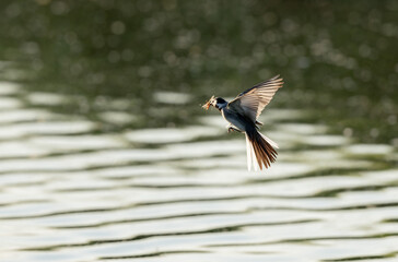 Grey wagtail Motacilla alba in close view in Alsace, France