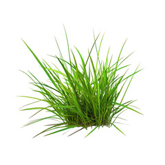 Obraz premium Lush green grass tuft isolated on transparent background