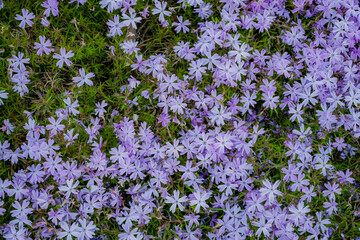 Fototapeta premium Purples flowers cover the ground with delicate petals, creating a soft carpet in a tranquil garden