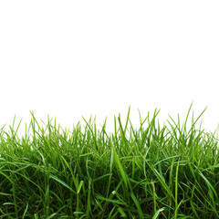 Lush green grass border isolated on transparent background