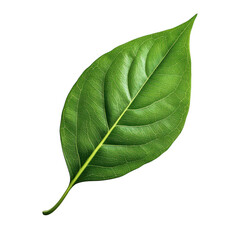 Obraz premium Single green leaf isolated on transparent background