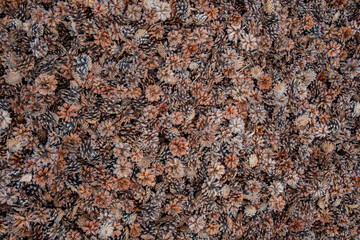 A carpet of pine cones covers the forest floor, displaying warm autumn hues in nature