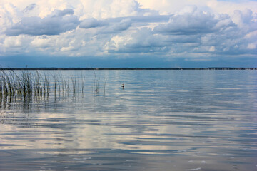Calm lake waters with a solitary duck amidst cloudy skies and tranquil reeds during midday