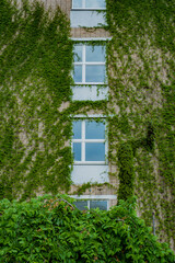 Ivy scales a modern building, highlighting nature's融合与 urban生活