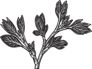 Detailed botanical engraving of a plant branch with emerging lea