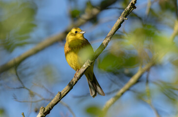 yellowhammer Emberiza citronella perching in vegetation