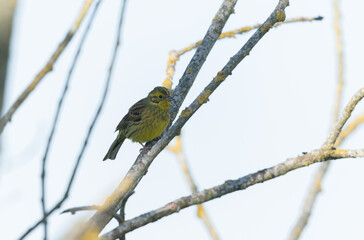 yellowhammer Emberiza citronella perching in vegetation