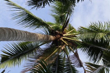 Fototapeta premium Palm tree extending to the sky, revealing nature's upward reach