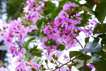 Lagerstroemia speciosa