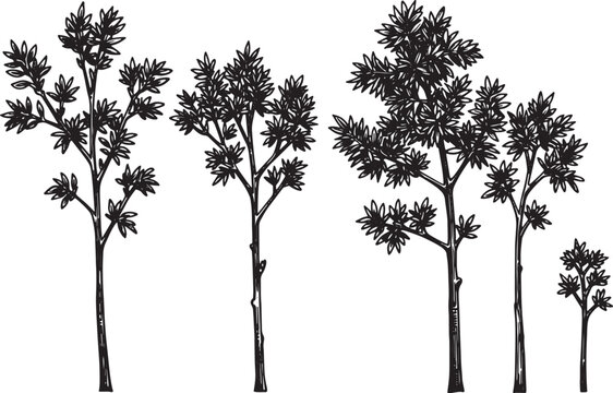 Elegant tree saplings woodcut illustration in detailed black and