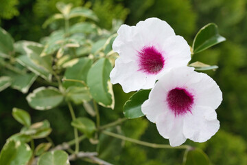 美しいパンドレアの花と斑入りの葉