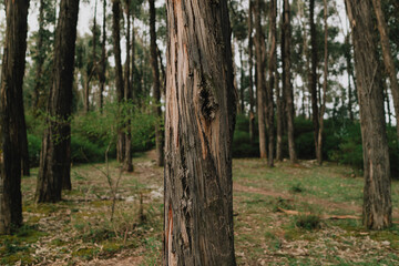 Eucalyptus trunk  in Q’enqo Forest near Cusco, Peru