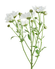 Florist's daisy, White Garden mum, isolated on white background, with clipping path