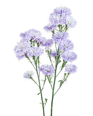 Fototapeta premium China aster flowers, Purple flower, isolated on white background, with clipping path 