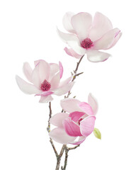 Purple magnolia flower, Magnolia felix isolated on white background, with clipping path 
