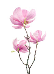 Purple magnolia flower, Magnolia felix isolated on white background, with clipping path 