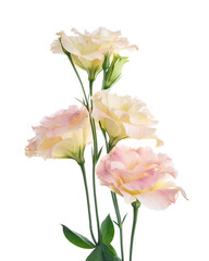 Pink Lisianthus flowers, Texas bluebell flowers, Prairie Gentian flowers, isolated on white background, with clipping path